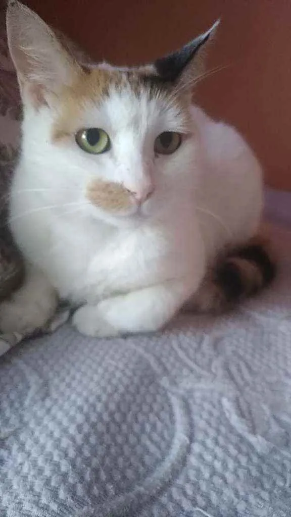 Gato ra a Srd idade 1 ano nome Zara