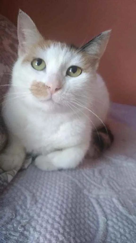 Gato ra a Srd idade 1 ano nome Zara