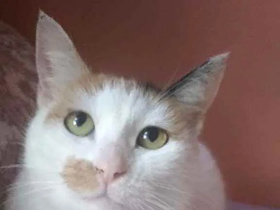 Gato ra a Srd idade 1 ano nome Zara