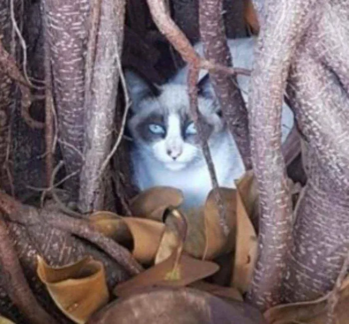 Gato raça  idade 2 a 6 meses nome Máscara 