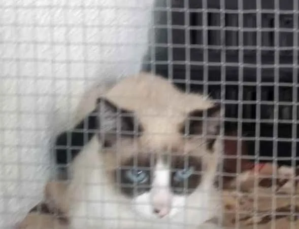 Gato raça  idade 2 a 6 meses nome Máscara 