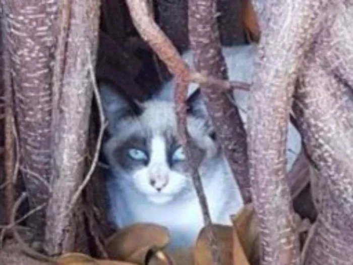 Gato raça  idade 2 a 6 meses nome Máscara 