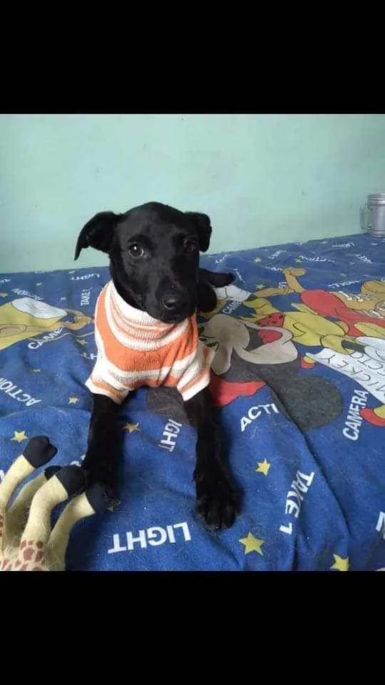 Cachorro ra a SRD idade 2 a 6 meses nome Clô 