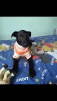 Clô
