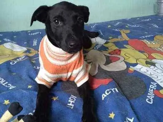 Cachorro ra a SRD idade 2 a 6 meses nome Clô 