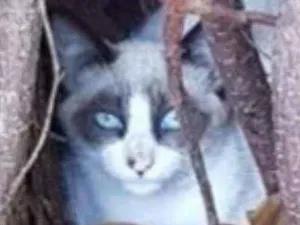 Gato raça  idade 2 a 6 meses nome Máscara 