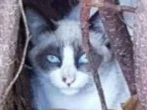 Gato raça  idade 2 a 6 meses nome Máscara 