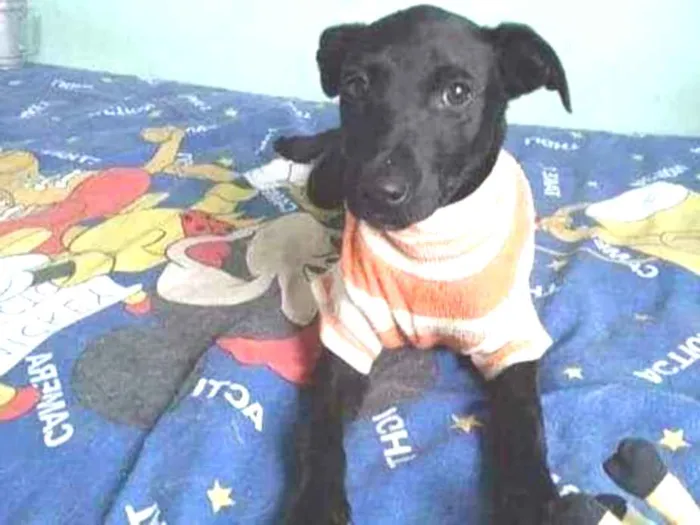 Cachorro ra a SRD idade 2 a 6 meses nome Clô 
