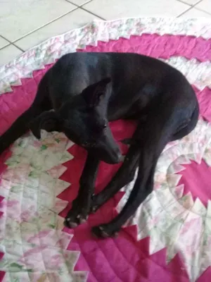 Cachorro raça Sem raça definida  idade 2 a 6 meses nome Neguinho