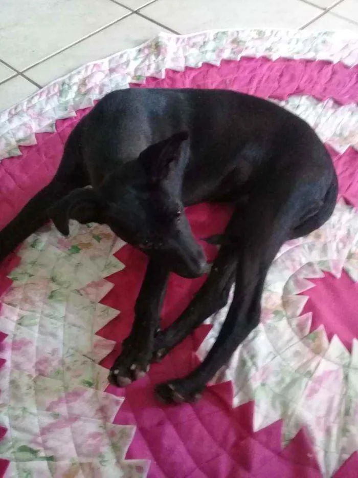 Cachorro ra a Sem raça definida  idade 2 a 6 meses nome Neguinho