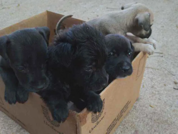 Cachorro raça Vira-lata idade 2 a 6 meses nome Sem nome