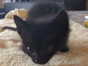 Gato raça SRD idade Abaixo de 2 meses nome Melinha