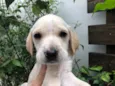 Cachorro raça SRD idade Abaixo de 2 meses nome Sem nome