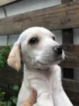 Cachorro raça SRD idade Abaixo de 2 meses nome Sem nome