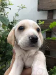 Cachorro raça SRD idade Abaixo de 2 meses nome Sem nome