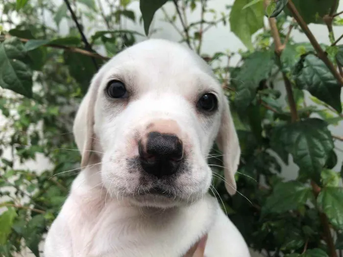 Cachorro raça SRD  idade Abaixo de 2 meses nome Sem Nome
