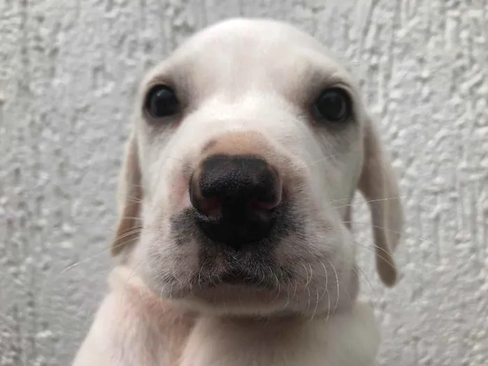 Cachorro raça SRD  idade Abaixo de 2 meses nome Sem Nome