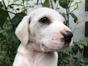 Cachorro raça SRD  idade Abaixo de 2 meses nome Sem Nome