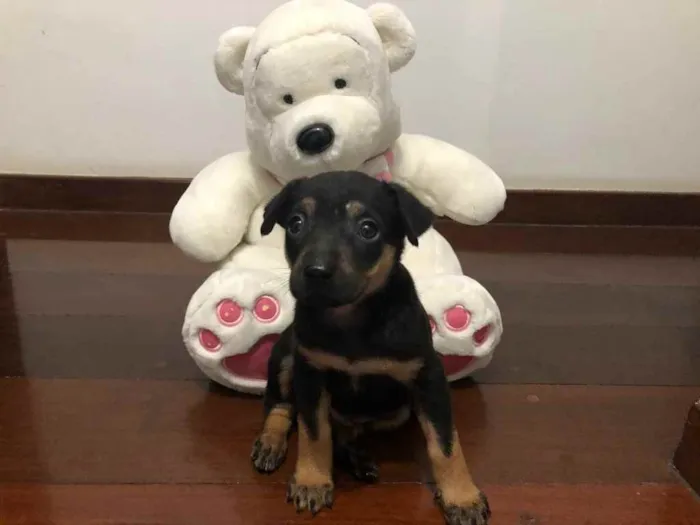 Cachorro raça SRD  idade Abaixo de 2 meses nome Sem Nome