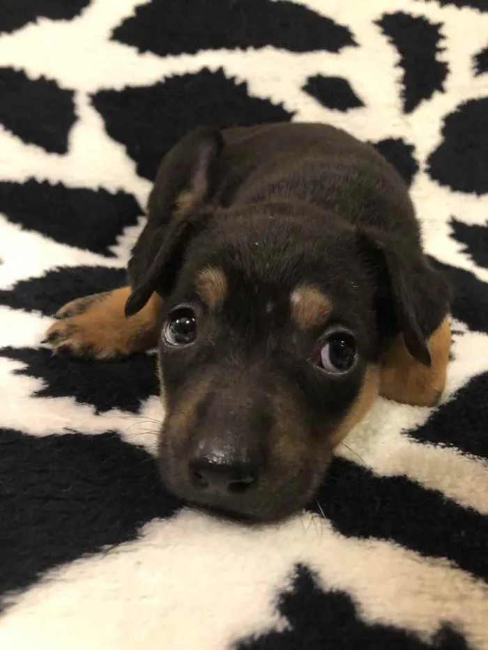 Cachorro raça SRD  idade Abaixo de 2 meses nome Sem Nome