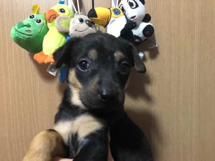 Cachorro raça SRD  idade Abaixo de 2 meses nome Sem Nome