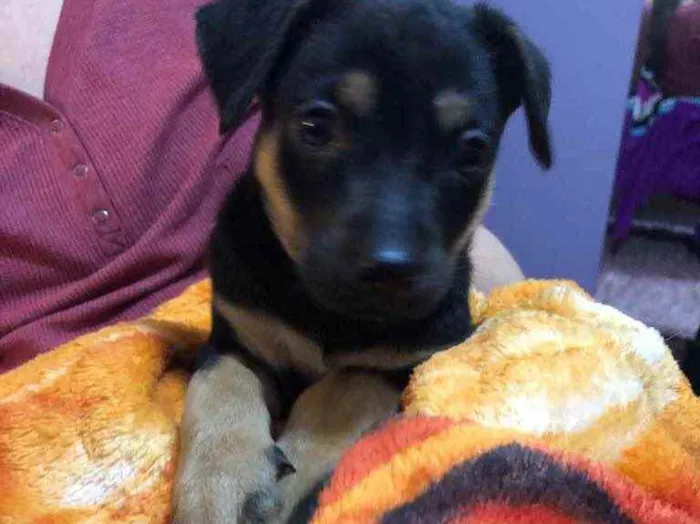 Cachorro raça SRD  idade Abaixo de 2 meses nome Sem Nome