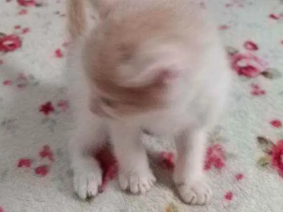 Gato ra a Srd idade Abaixo de 2 meses nome Sem nome