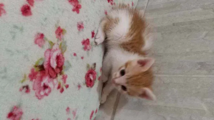 Gato ra a Srd idade Abaixo de 2 meses nome Sem nome