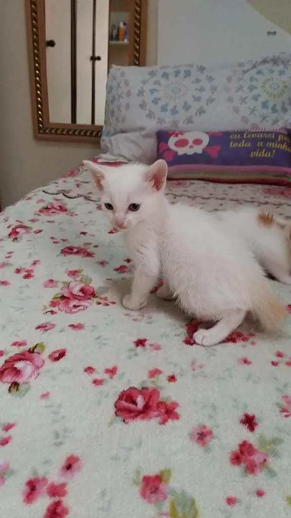 Gato ra a Srd idade Abaixo de 2 meses nome Sem nome