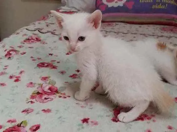 Gato ra a Srd idade Abaixo de 2 meses nome Sem nome