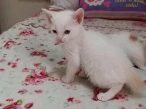 Gato raça Srd idade Abaixo de 2 meses nome Sem nome