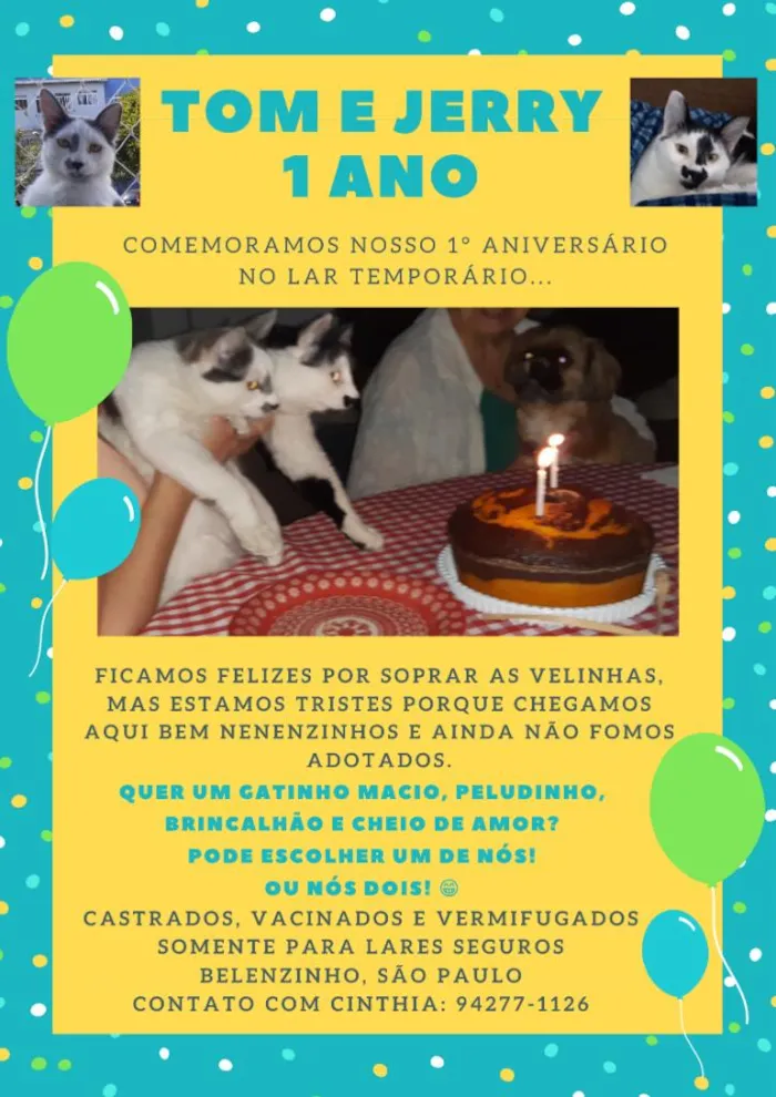 Gato raça SRD-ViraLata idade 1 ano nome Tom e Jerry