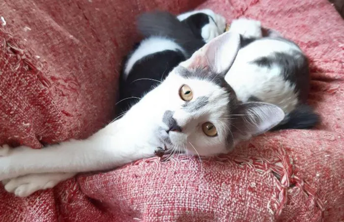 Gato raça SRD-ViraLata idade 1 ano nome Tom