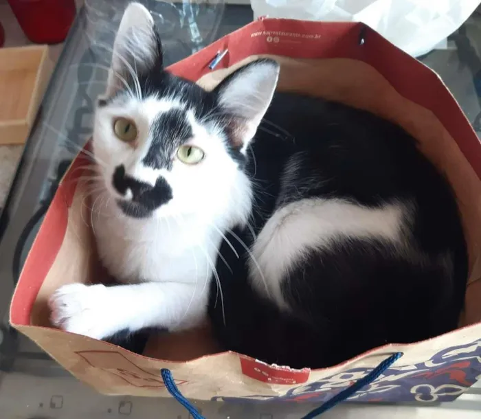 Gato raça SRD-ViraLata idade 1 ano nome Jerry