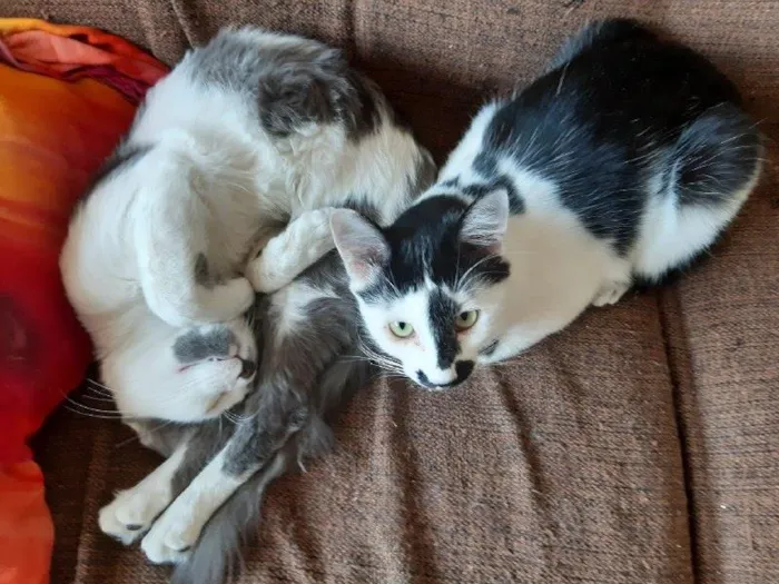 Gato raça SRD-ViraLata idade 1 ano nome Jerry