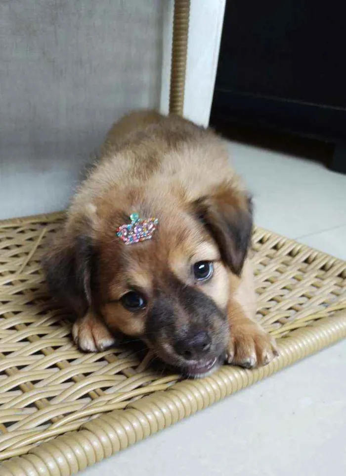 Cachorro raça SRD  idade 2 a 6 meses nome Blenda 