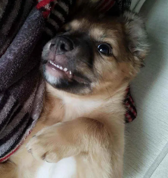 Cachorro raça SRD  idade 2 a 6 meses nome Blenda 