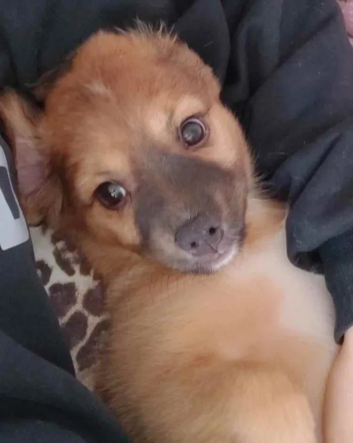 Cachorro raça SRD  idade 2 a 6 meses nome Blenda 