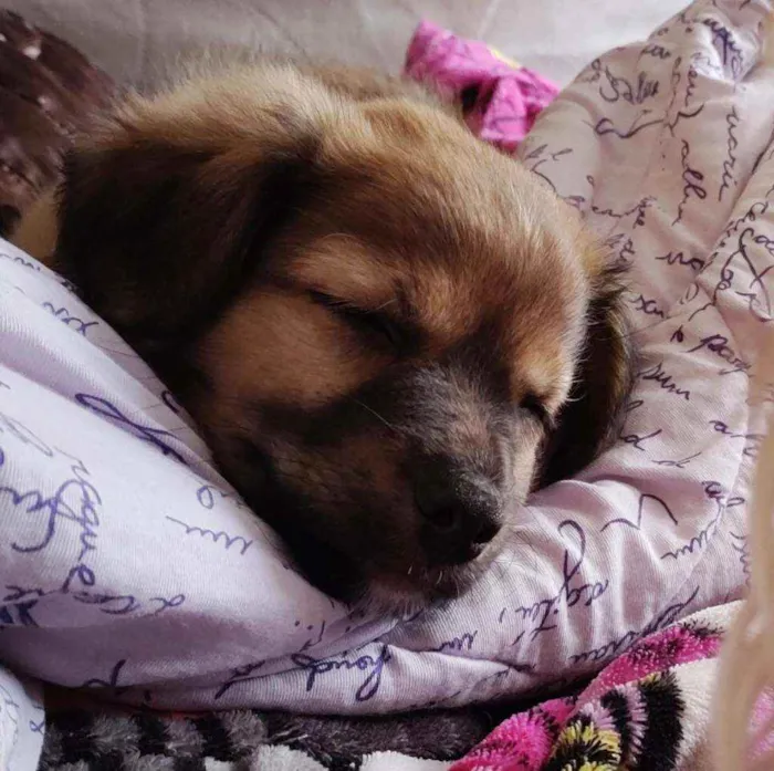 Cachorro raça SRD  idade 2 a 6 meses nome Blenda 