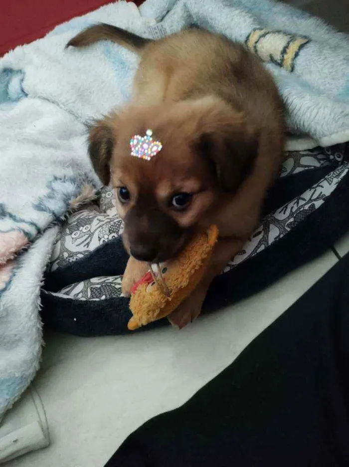 Cachorro raça SRD  idade 2 a 6 meses nome Blenda 