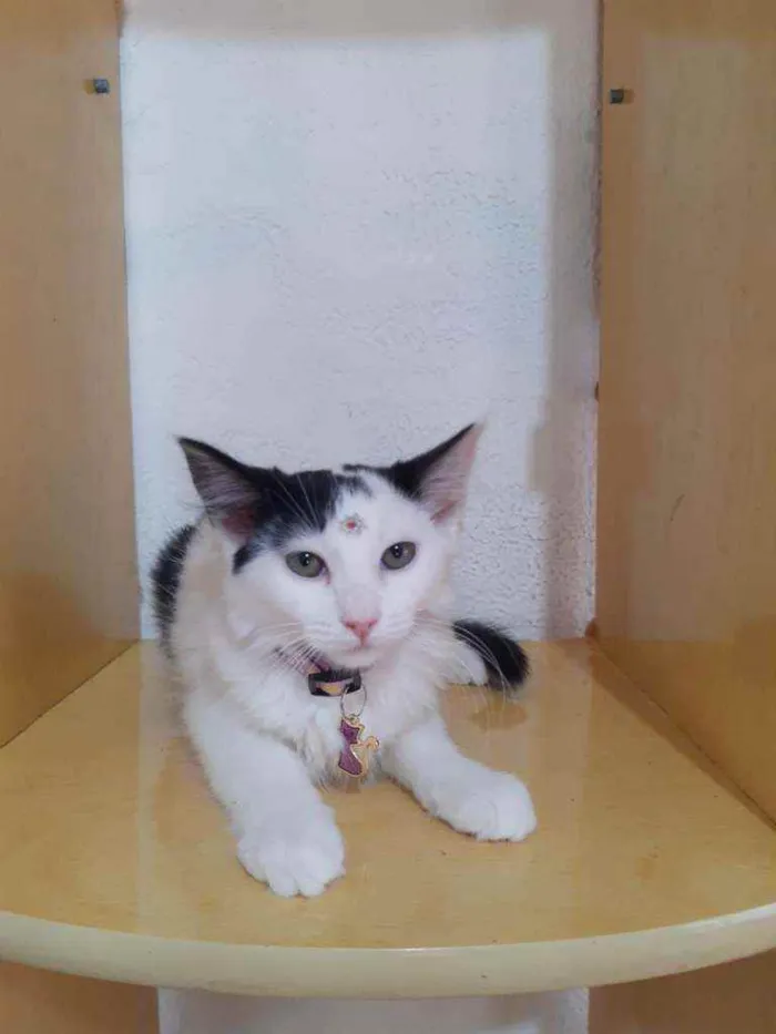 Gato raça SRD  idade 2 a 6 meses nome Maitê 