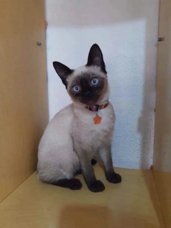 Gato raça SRD  idade 2 a 6 meses nome Samuel 