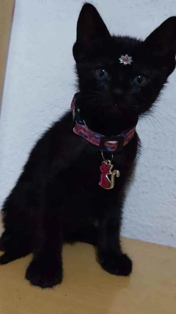 Gato raça SRD  idade Abaixo de 2 meses nome Julie 