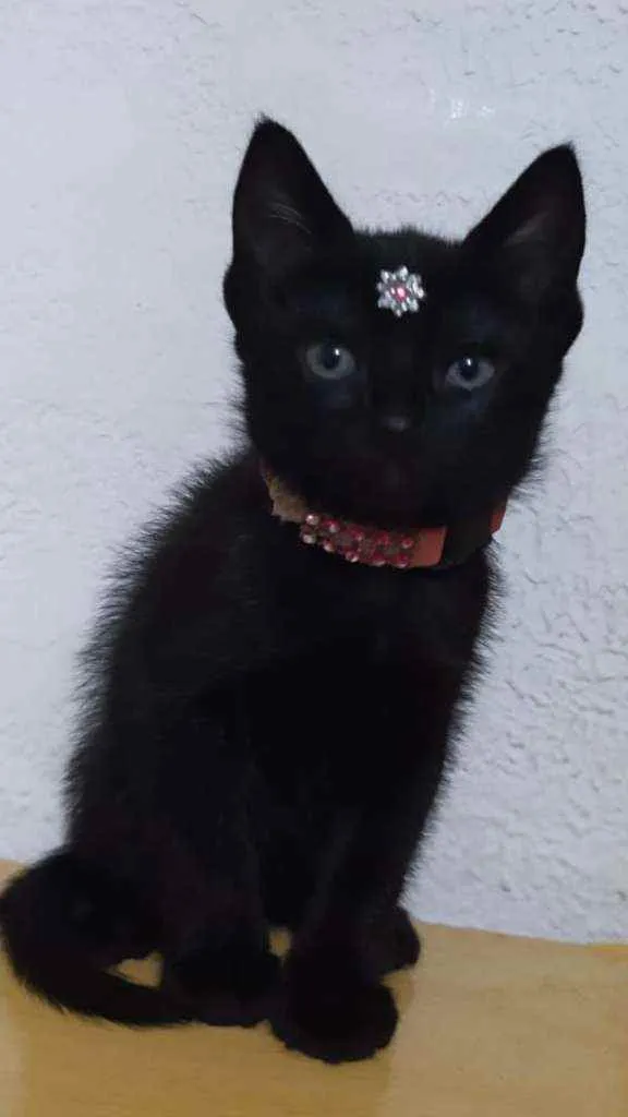 Gato raça SRD  idade Abaixo de 2 meses nome Chanel 