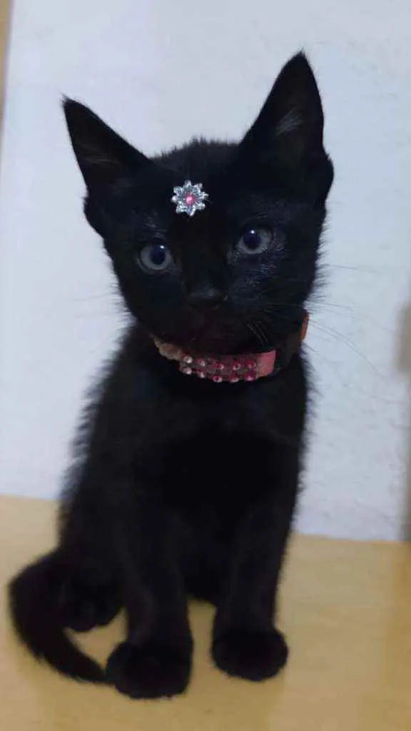 Gato raça SRD  idade Abaixo de 2 meses nome Chanel 