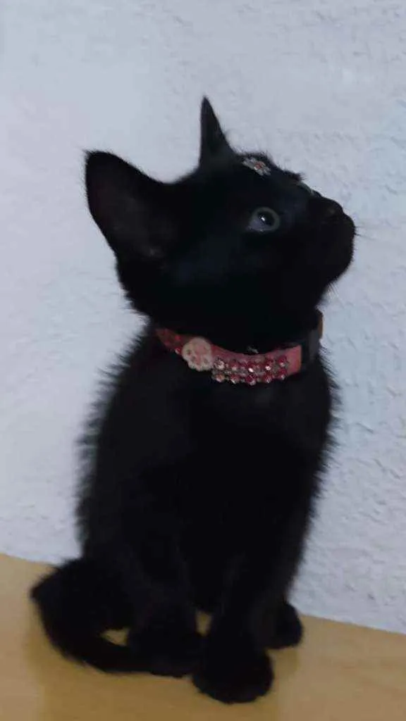 Gato raça SRD  idade Abaixo de 2 meses nome Chanel 