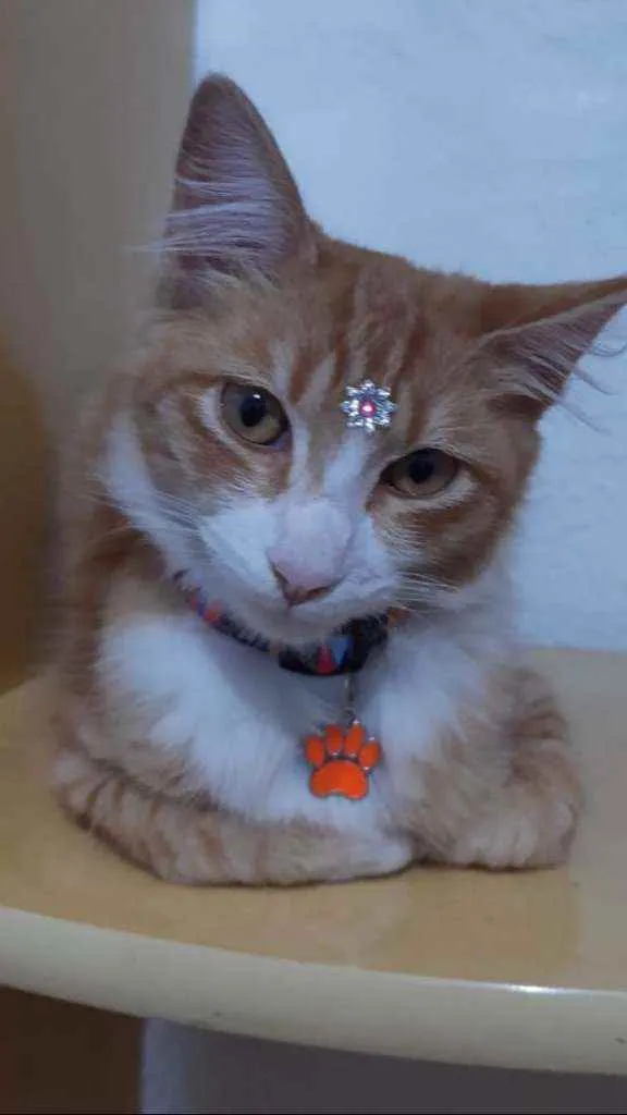 Gato raça SRD  idade 2 a 6 meses nome Cristal 