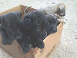 Cachorro raça Vira-lata idade 2 a 6 meses nome Sem nome