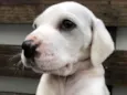 Cachorro raça SRD idade Abaixo de 2 meses nome Sem nome