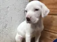 Cachorro raça SRD  idade Abaixo de 2 meses nome Sem Nome